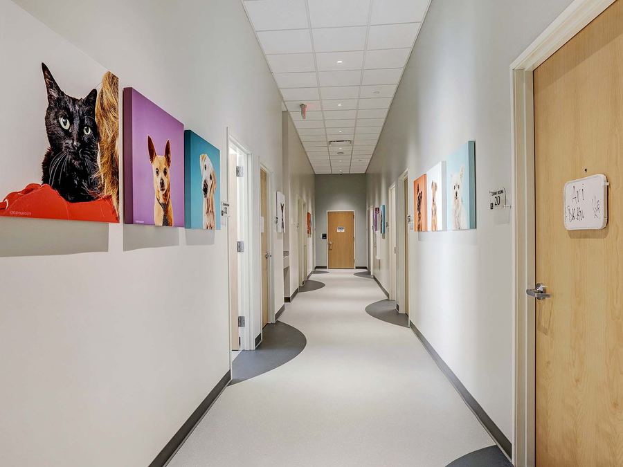 Veterinary clinic examination room